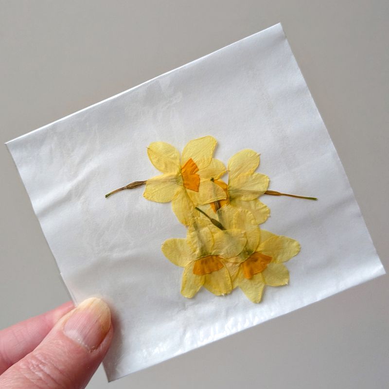 Pressed flowers Narcissus Daffodil with stem 5 UK pressed daffs with stem uk grown