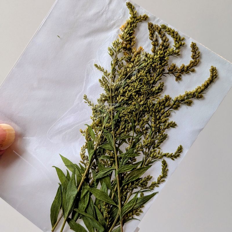 Goldenrod Solidago pressed flowers 7 UK pressed golden rod uk