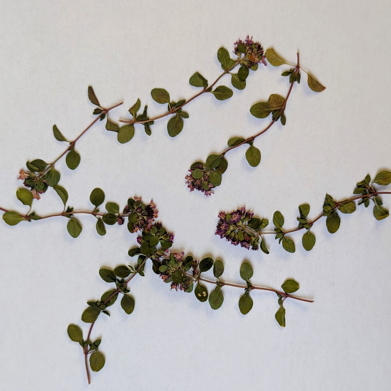 pressed thyme
