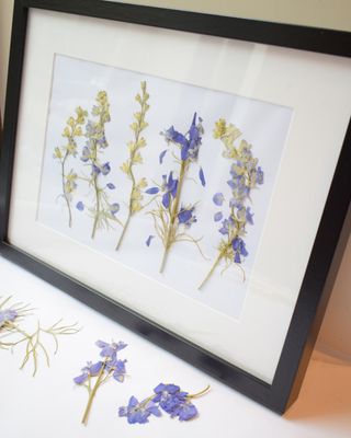 pressed flowers picture