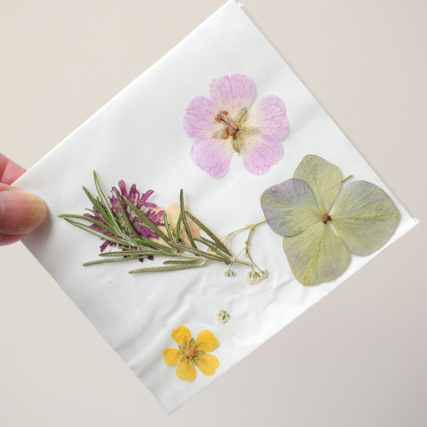pressed flowers mixed uk