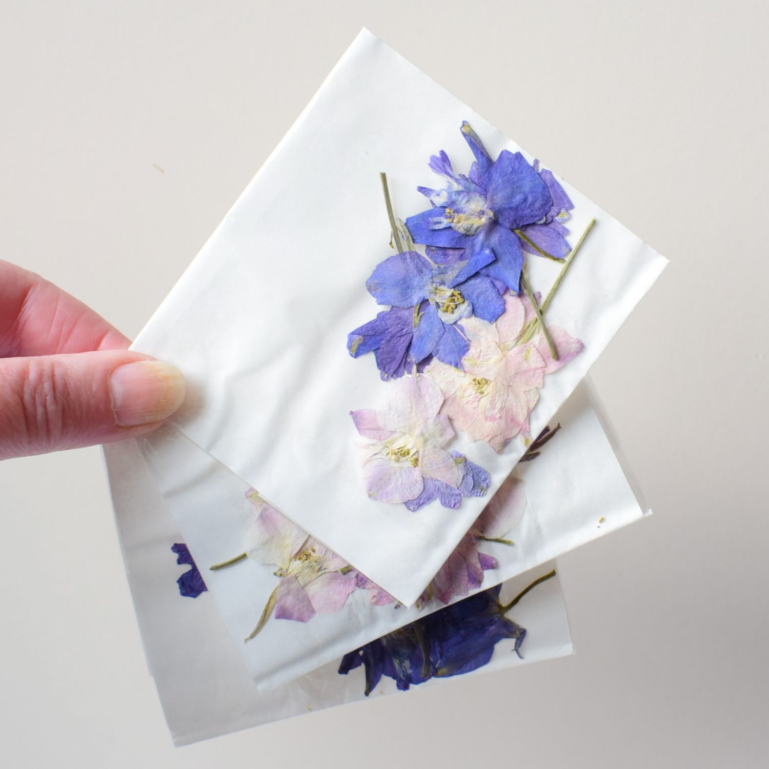 Pressed flowers larkspur delphinium 7 pack UK