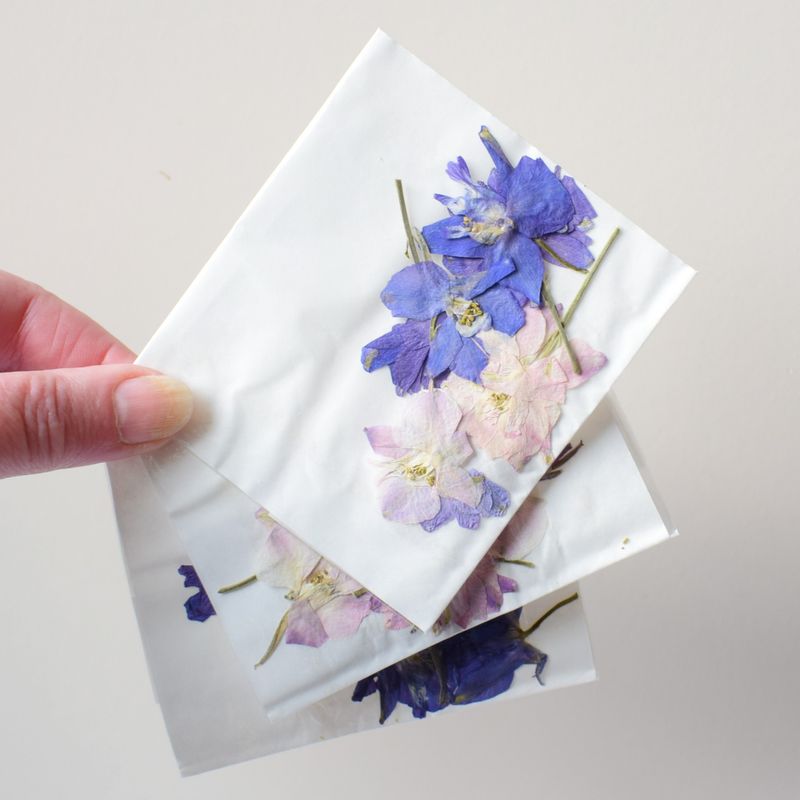 Pressed flowers larkspur delphinium 7 pack UK Pressed flowers larkspur delphinium 7 pack UK