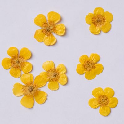 yellow pressed flowers buttercup uk