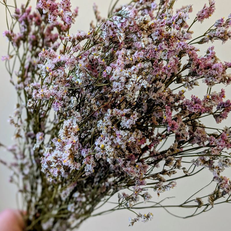 limonium diamond pale pink