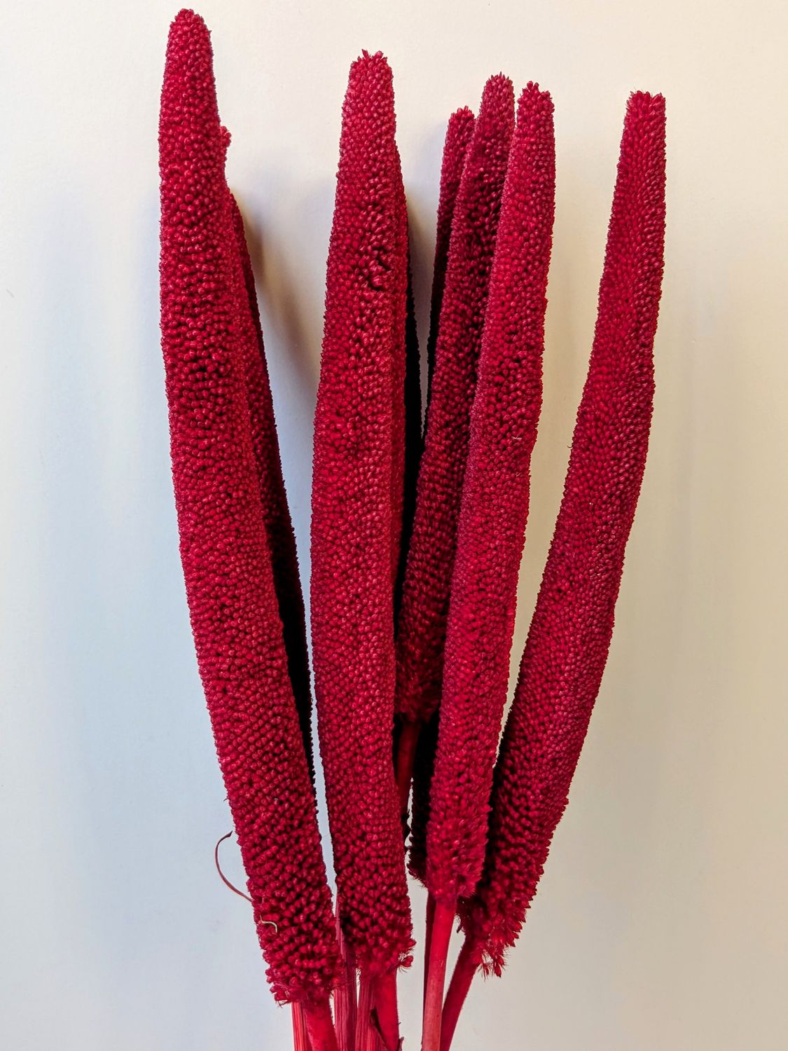 dried babala stems red