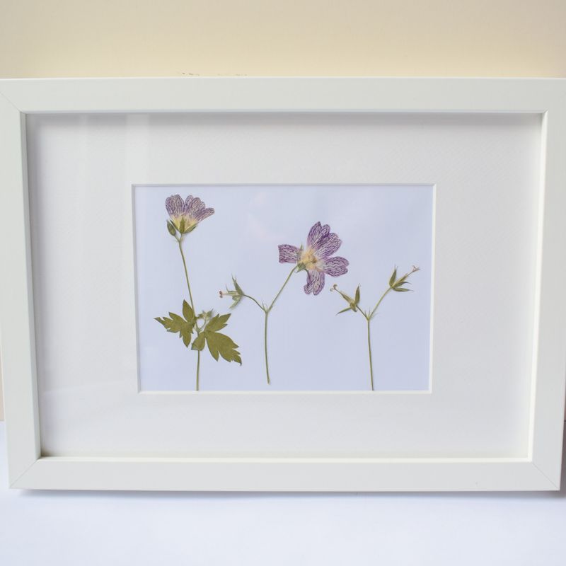 Pressed flower art framed UK pressed geranium framed uk