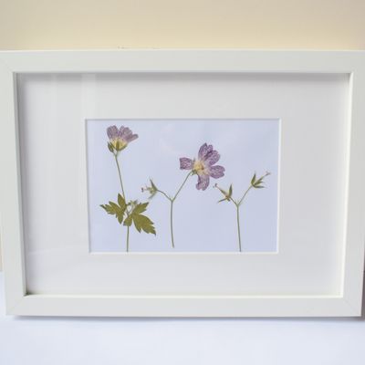 pressed geranium framed uk