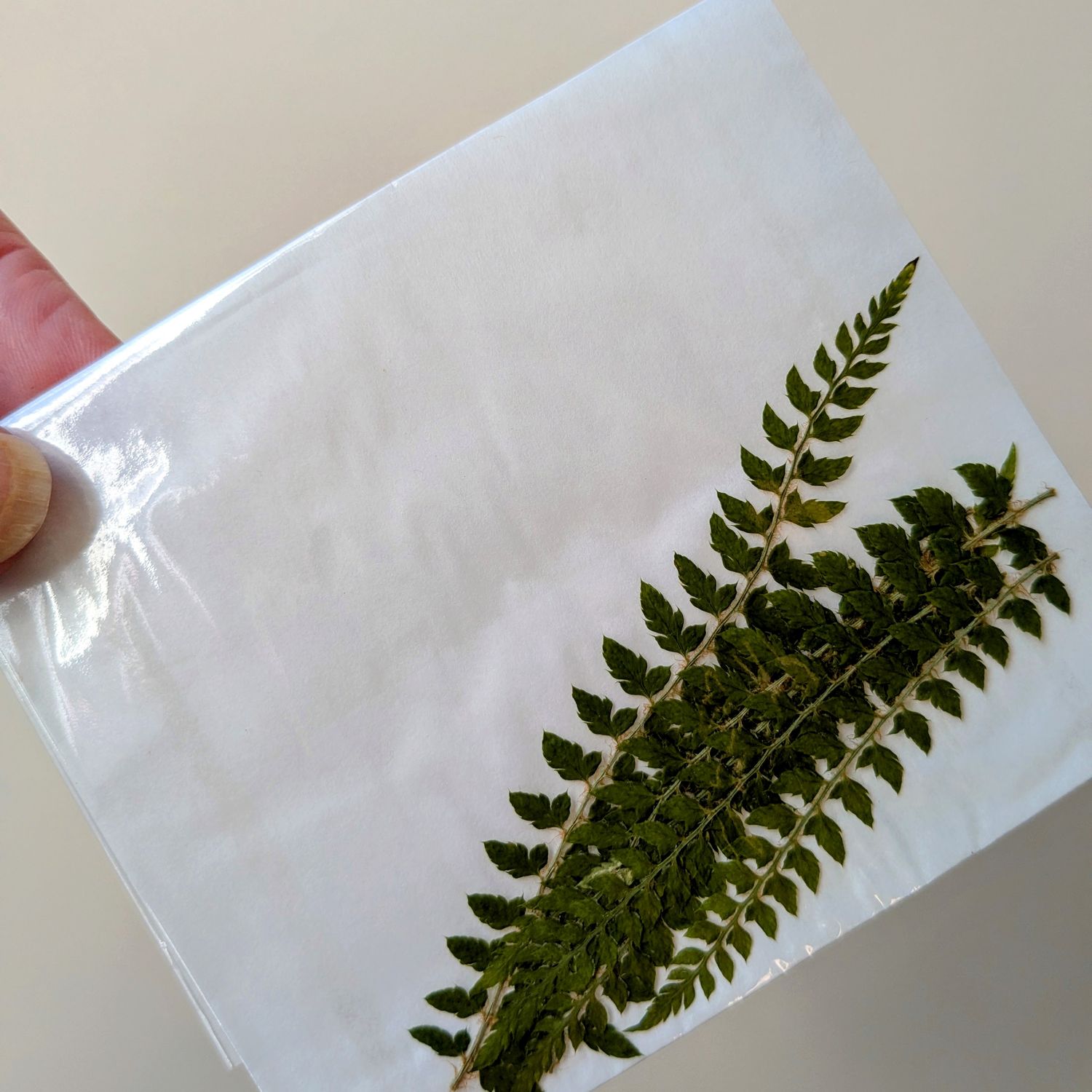 pressed fern