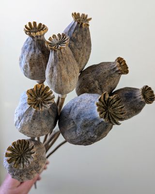 dried poppies bulk