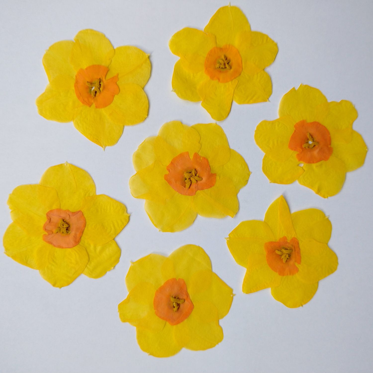 pressed daffodils uk