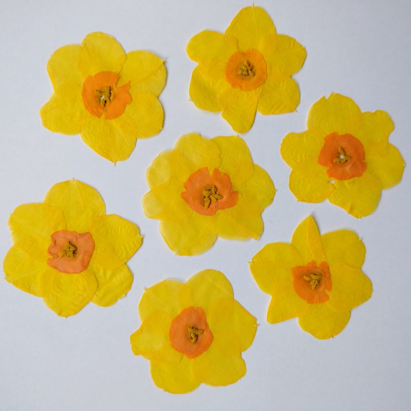 Pressed flowers Narcissus Daffodil 7 UK pressed daffodils uk