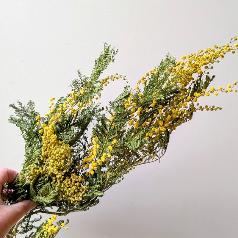 Mimosa dried flower bunch natural Offer mimosa yellow dried flowers