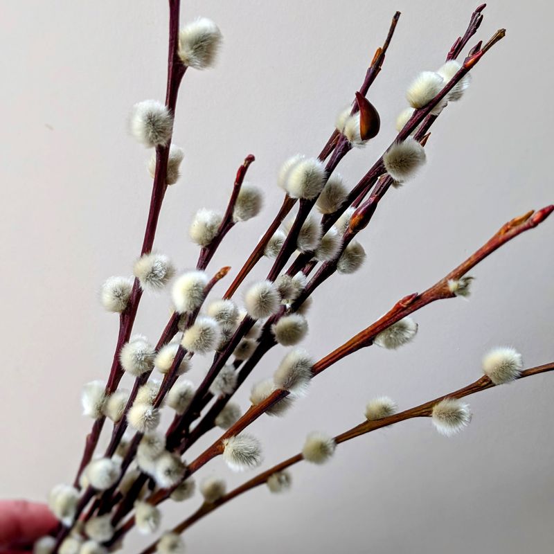 Pussy willow 10 stems dried - Salix bunch UK pussy willow dried bunch