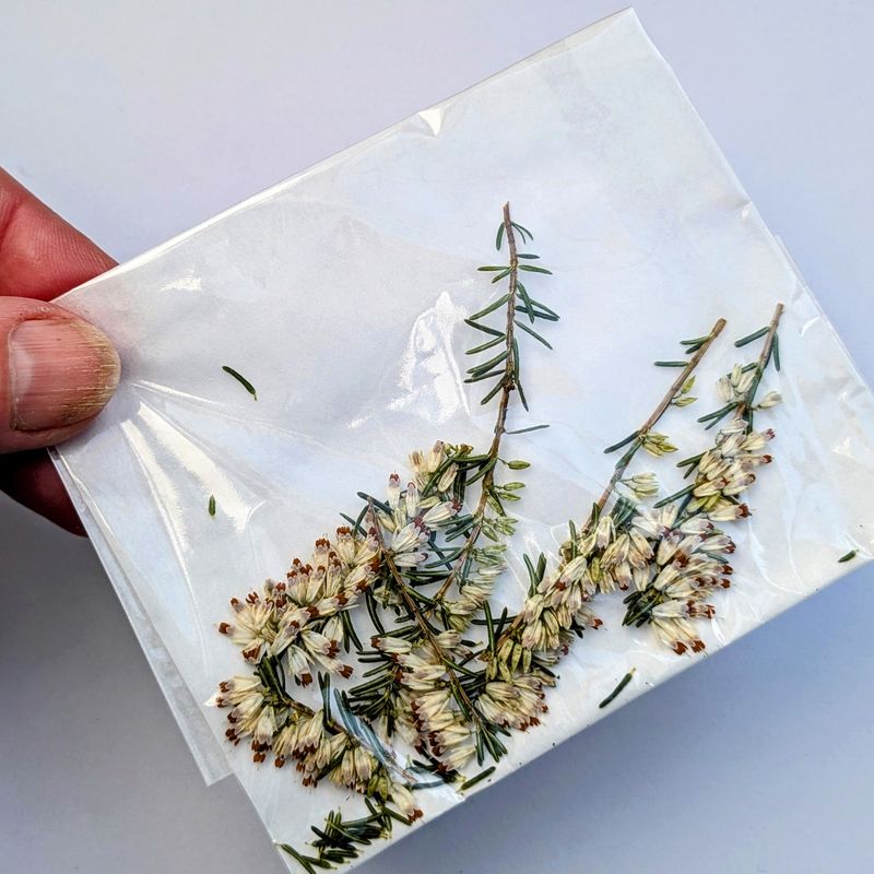 Pressed heather flowers 7 pack UK pressed heather uk