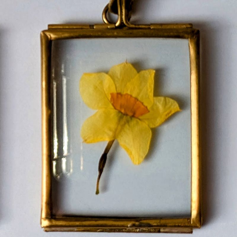 Pressed daffodil framed small handmade UK pressed flower picture daffodil