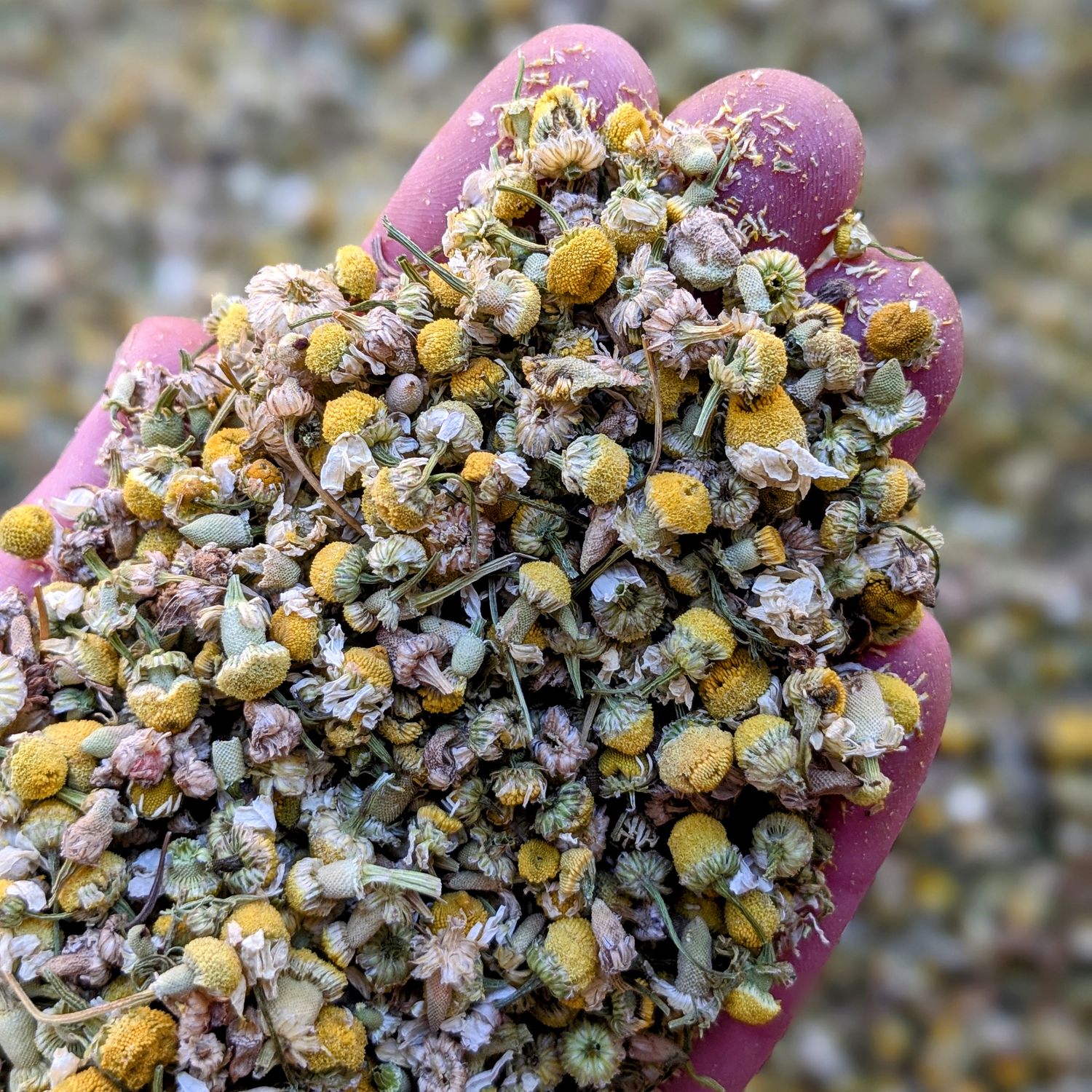 dried chamomile flowers