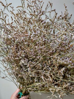 caspia bunch dried