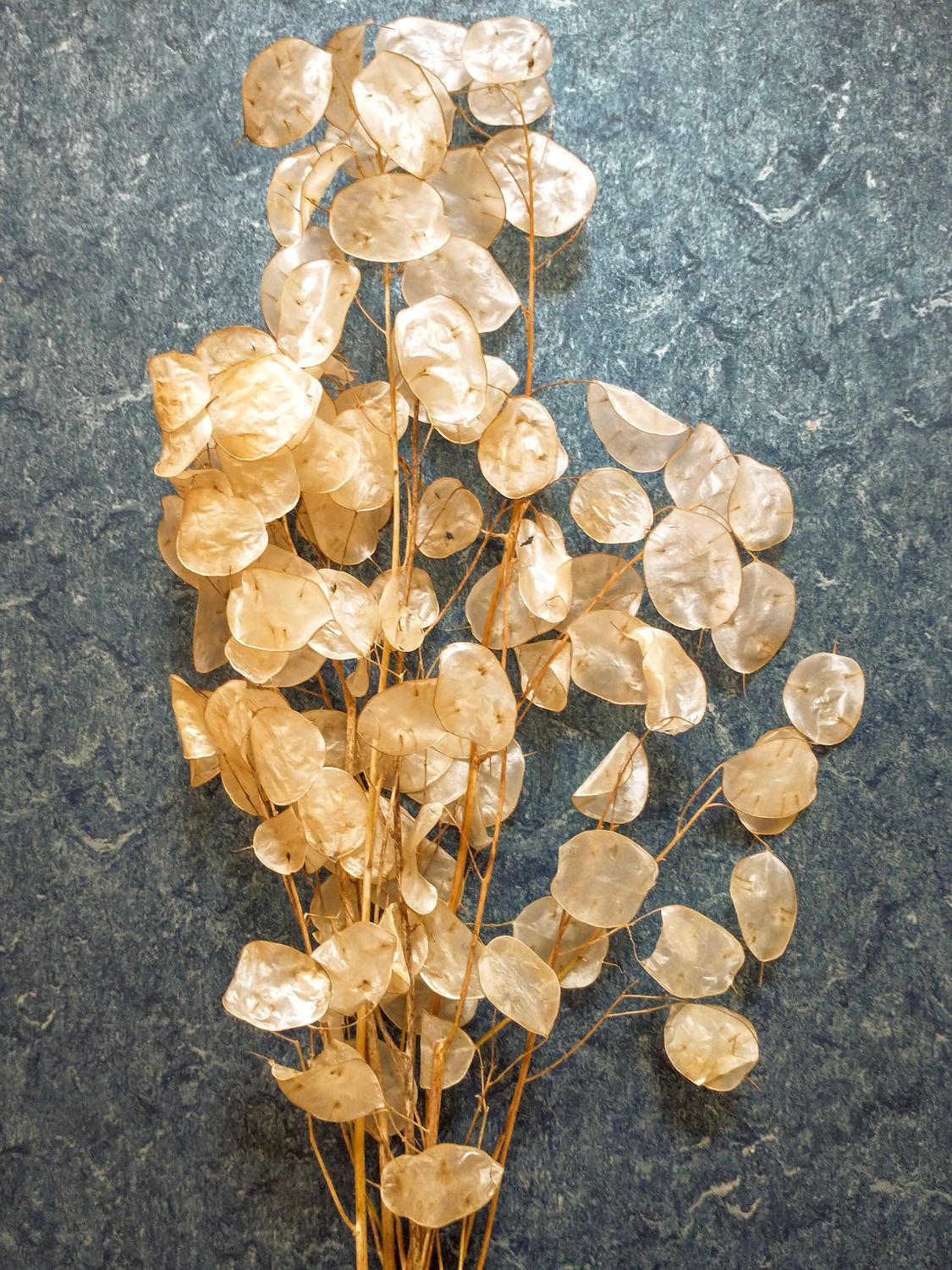 lunaria stems dried