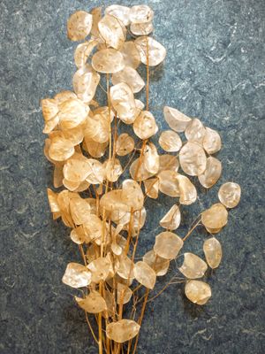 lunaria stems dried