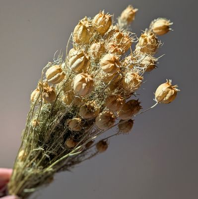 nigella bunch pale seed pods dried
