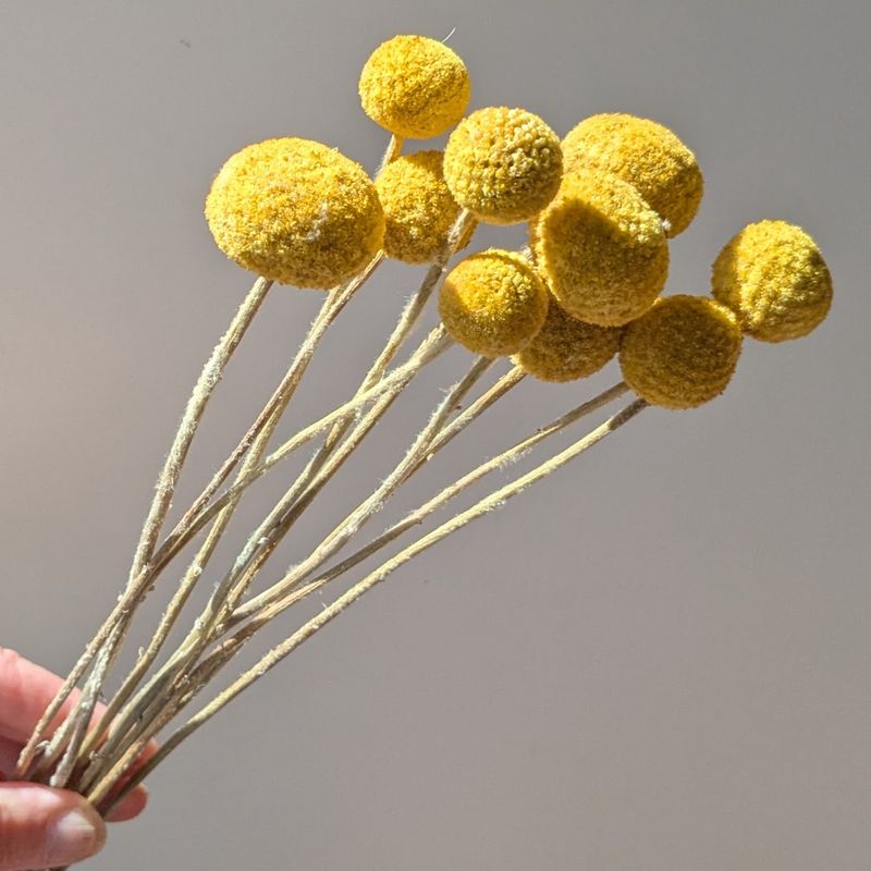Billy buttons dry flowers Craspedia bunch 10 stems natural billy buttons bunch dried