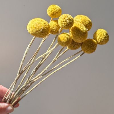 natural billy buttons bunch dried
