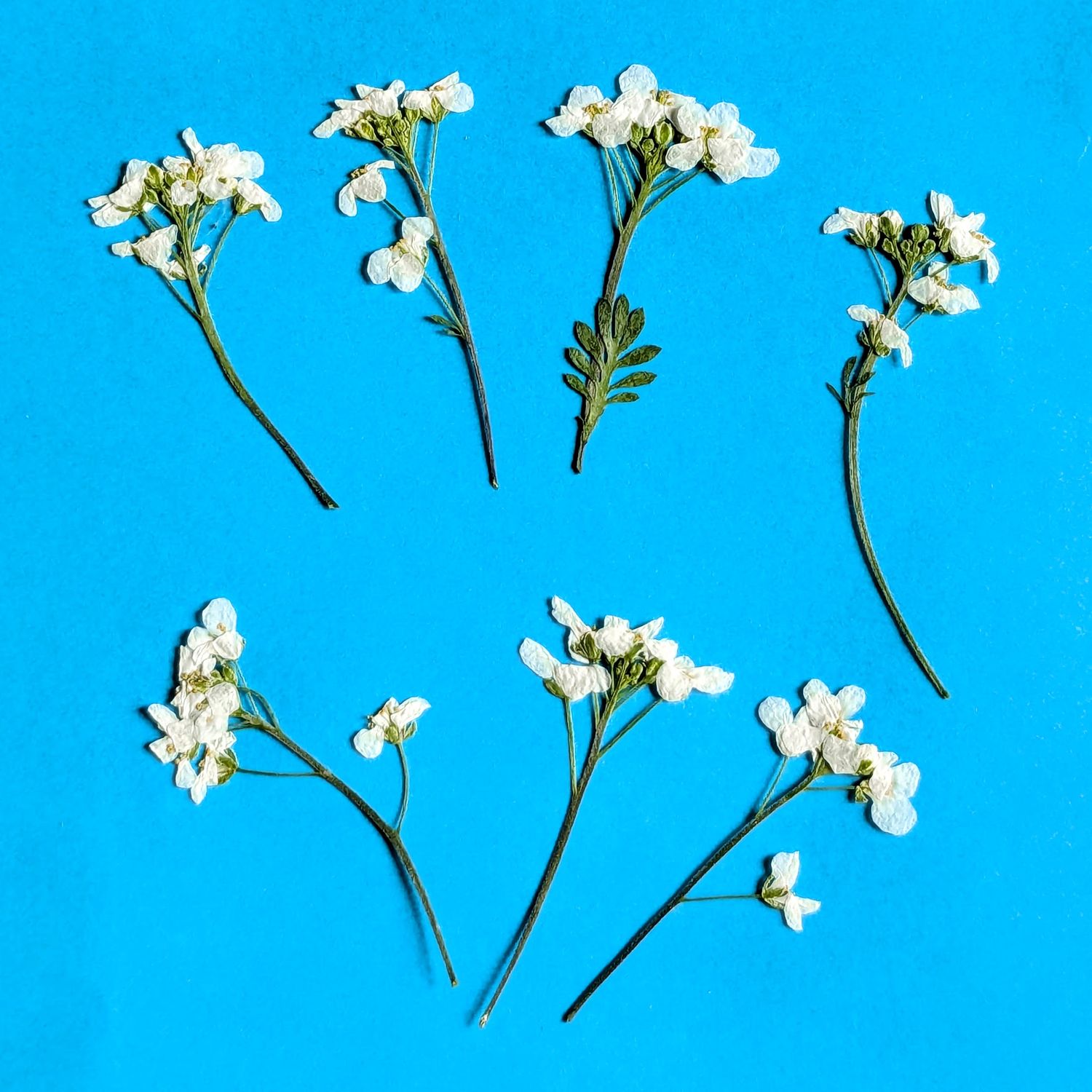 white pressed flower chamois cress