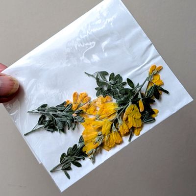 pressed broom flowers uk