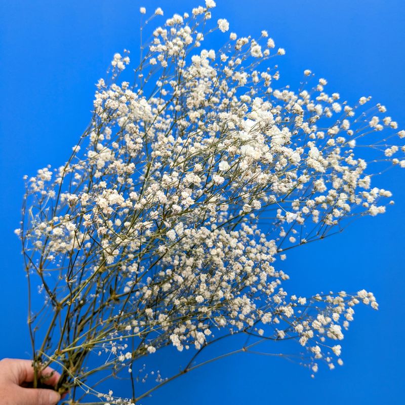 Gypsophila dried flower bunch natural white UK gypsophila dried