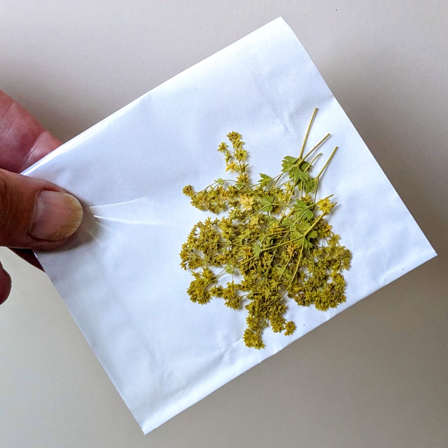 pressed alchemilla