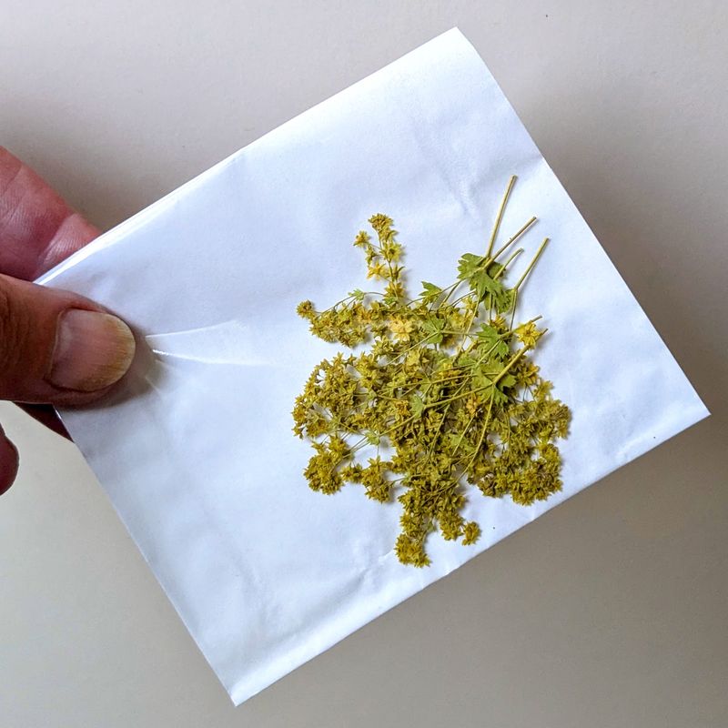 pressed alchemilla