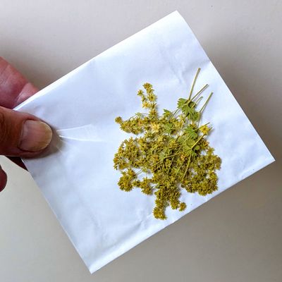 pressed alchemilla