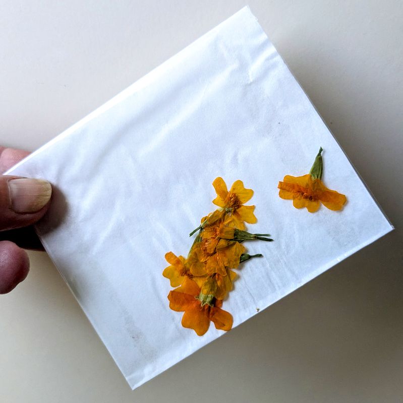 pressed orange tagetes