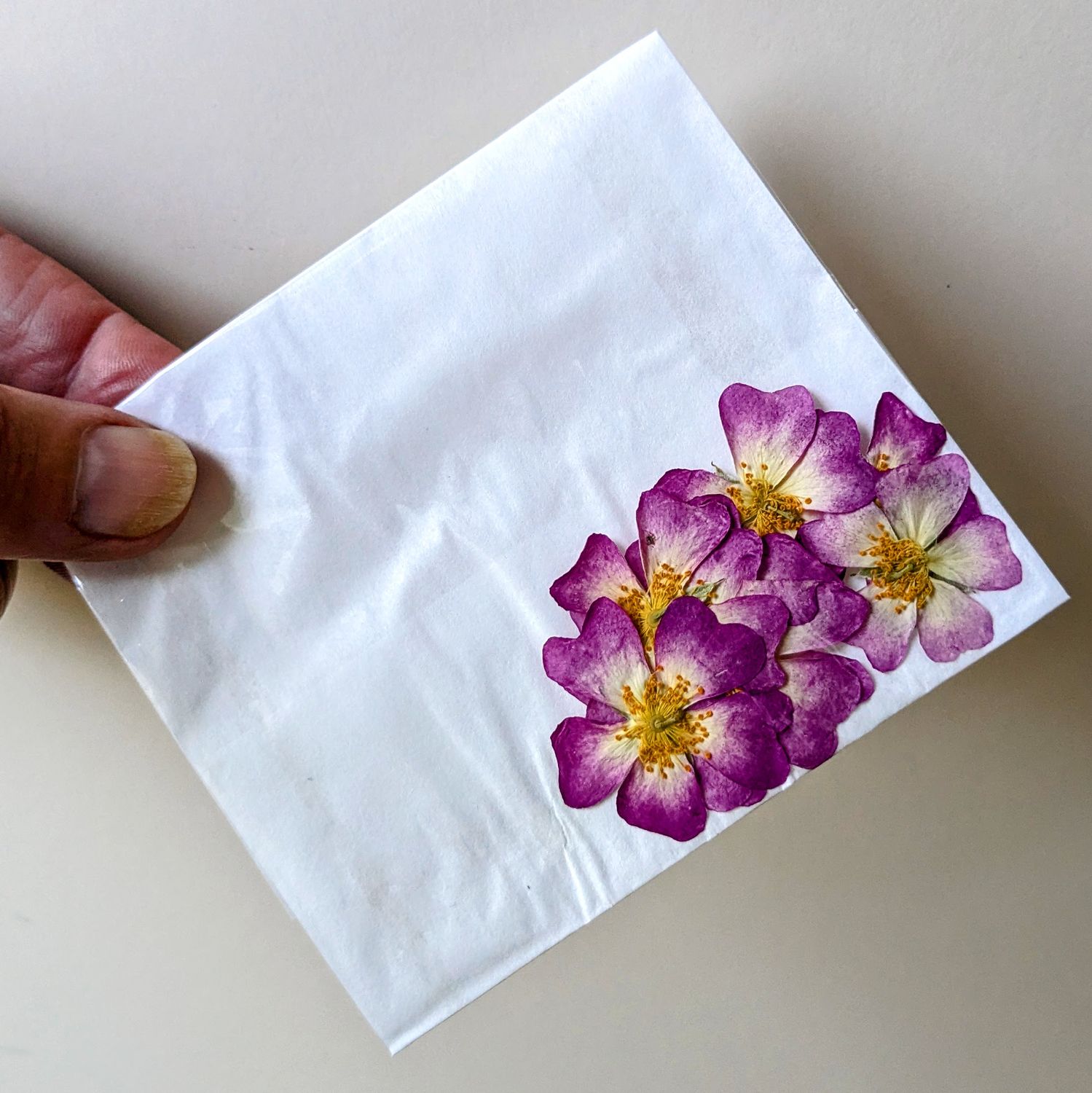 Pressed rose UK 7 pack Pink