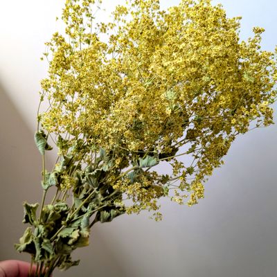 alchemilla mollis dried bunch