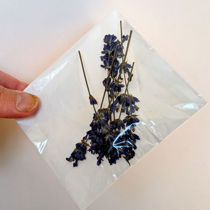 pressed lavender uk