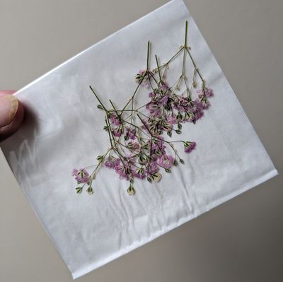 pressed gypsophila pink