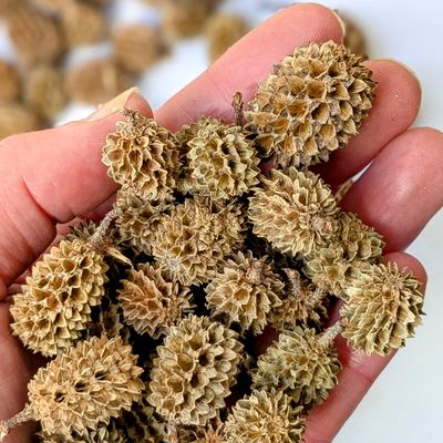 casuarina cones
