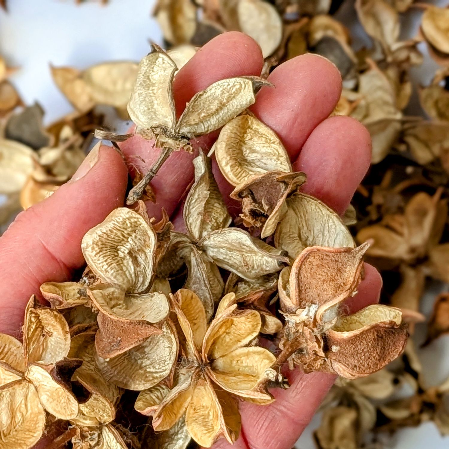 cotton pods natural