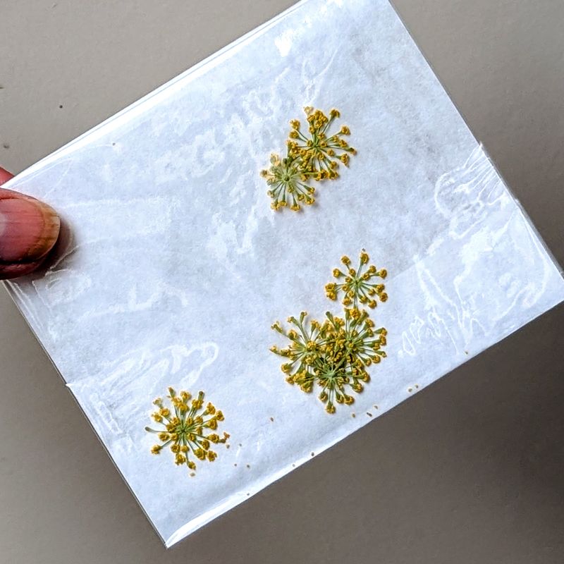 pressed fennel flowers