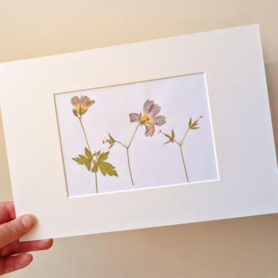 pressed geranium picture