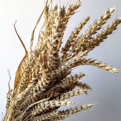golden wheat bunch