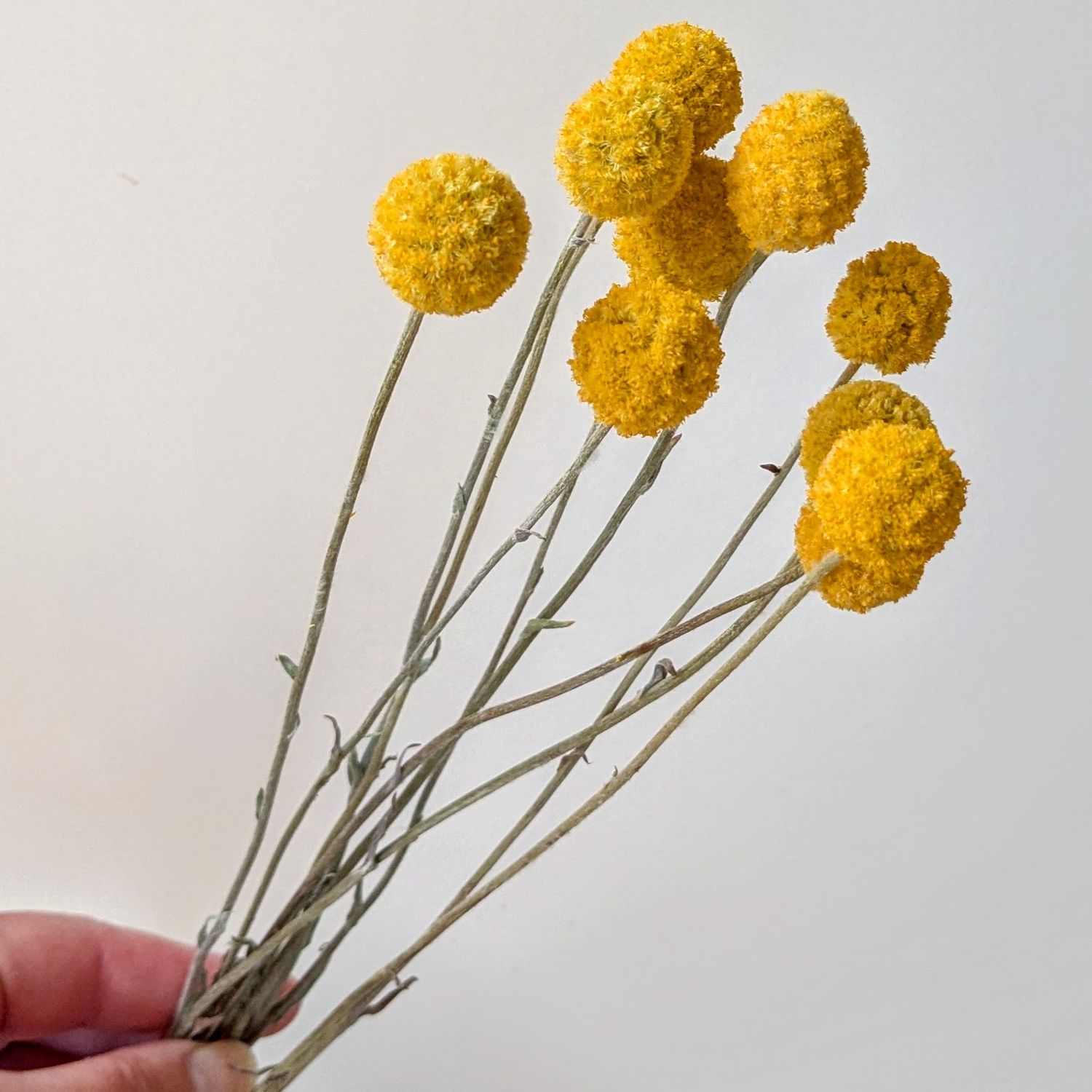 billy buttons dried flowers uk