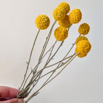 billy buttons dried flowers uk