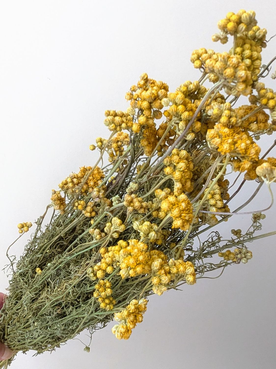 lonas dried flowers uk