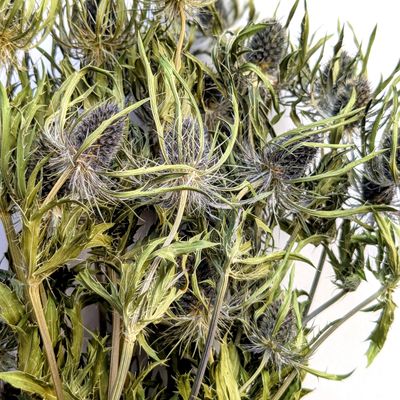 dried eryngium