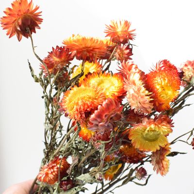 helichrysum orange