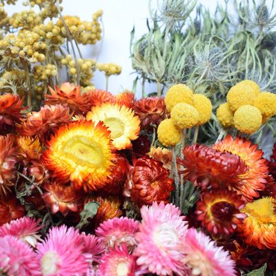 dried flowers new in