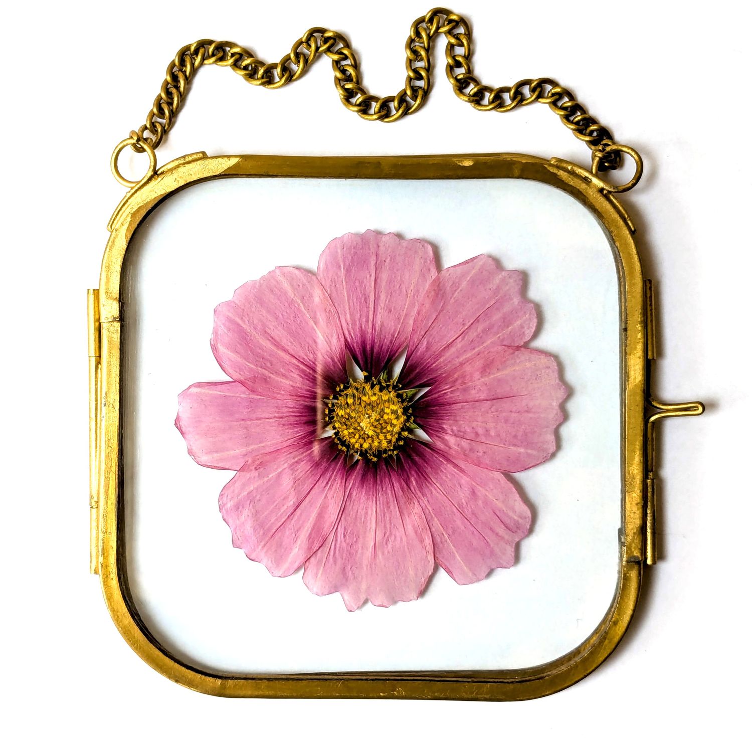 framed pressed flower cosmos